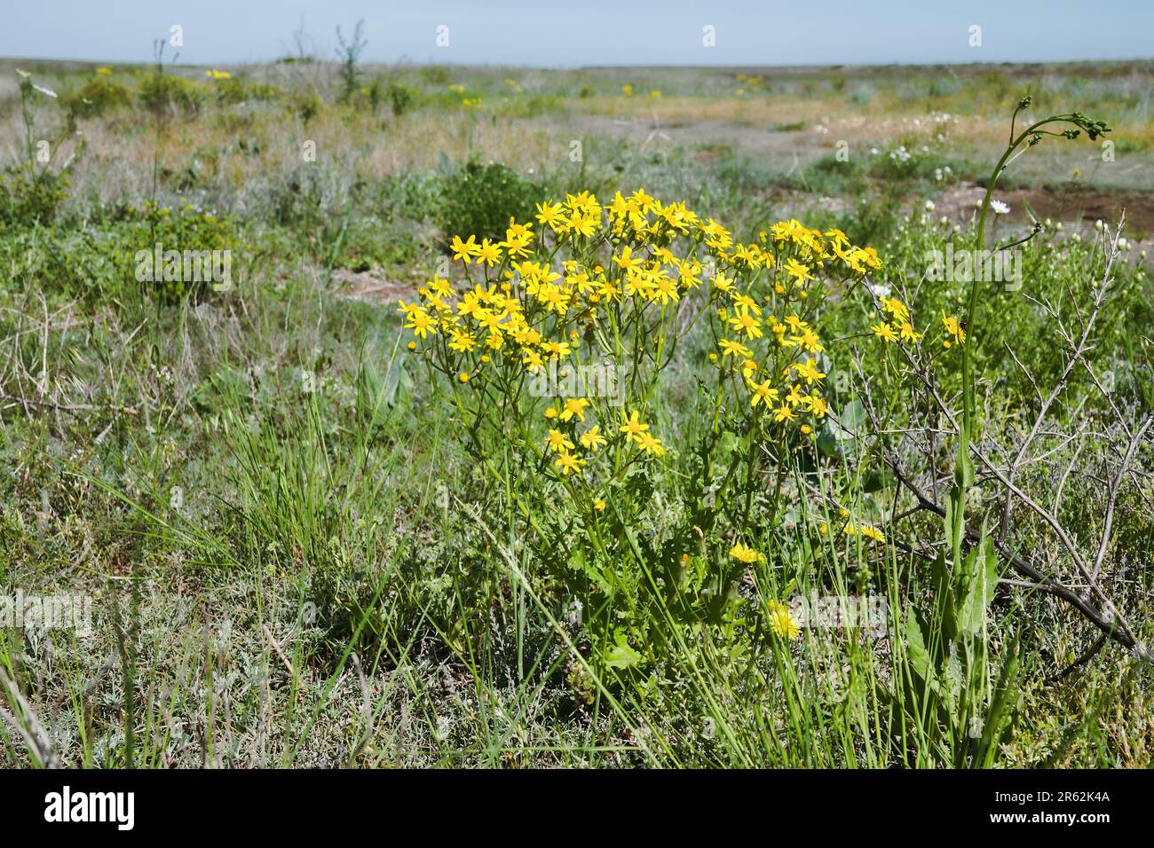 Saracen's-compass (ragweed, fairies'-horse, Senecio jacobaea) in the dry steppe (saline alluvial soil) of Crimea Stock Photo