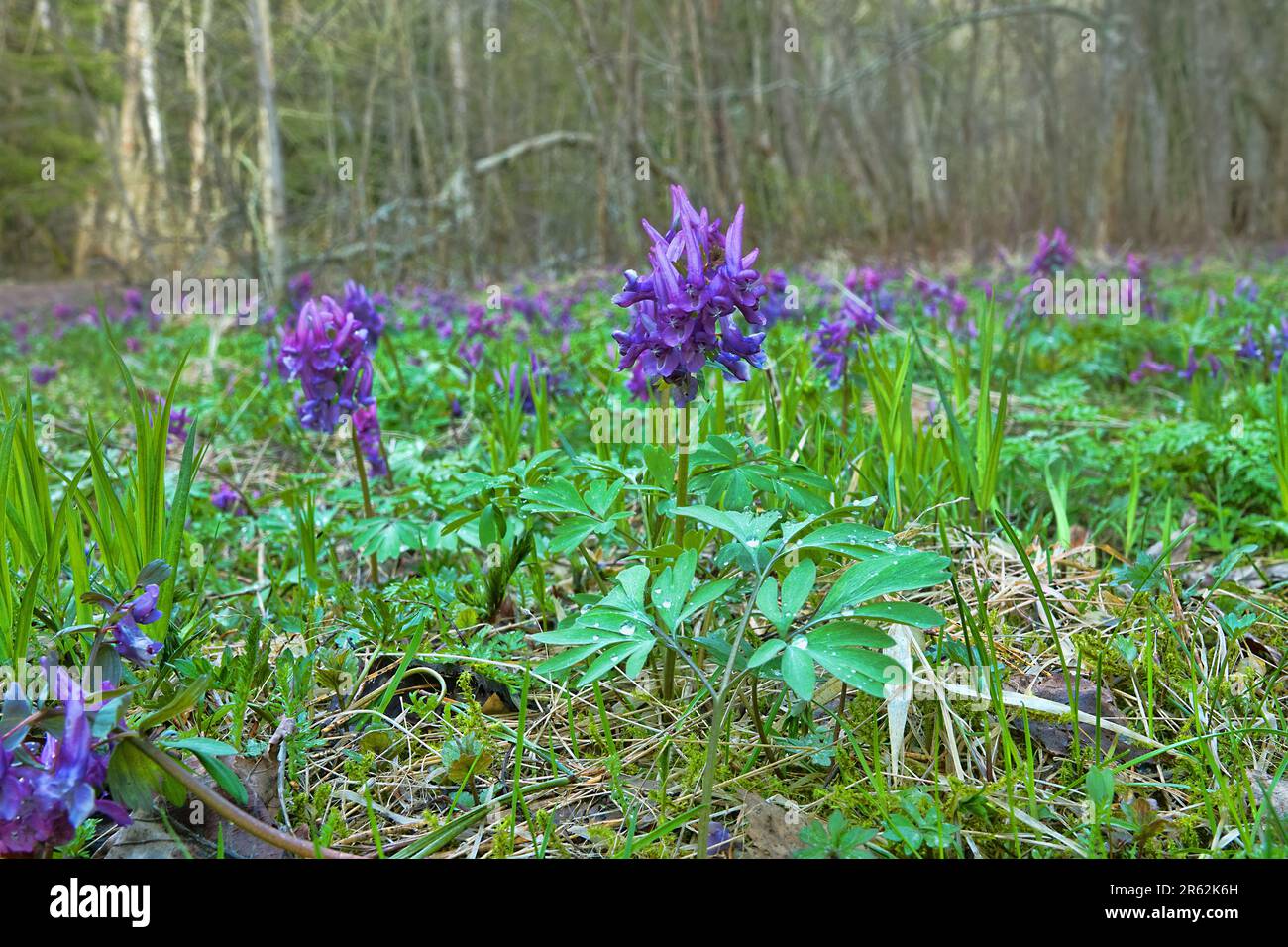 Fumewort (Corydalis solida). Thickets of early spring flowers in a clearing (boreal forest) after the first rain (raindrops on the leaves) Stock Photo