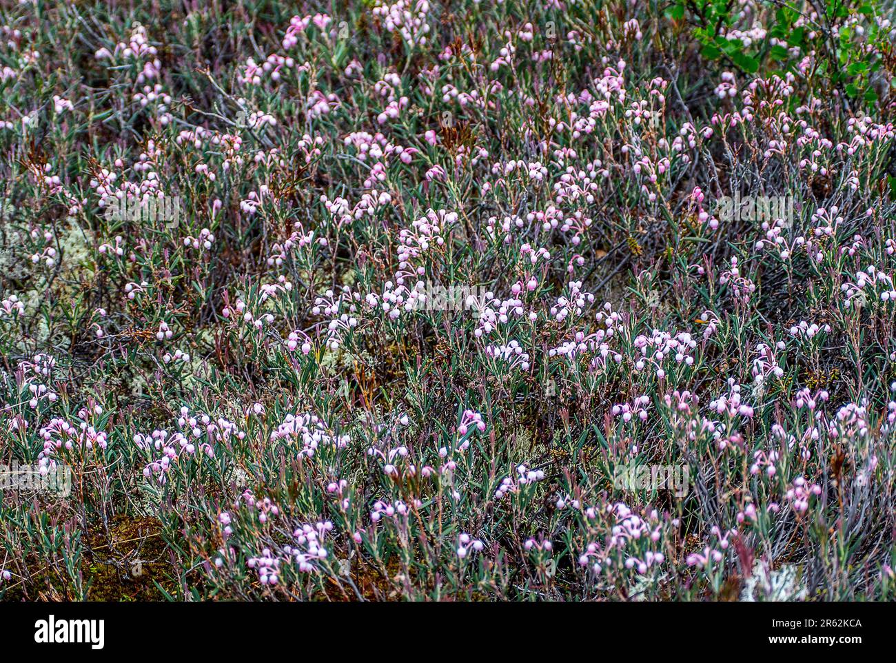 Bog rosemary (Andromeda polifolia) at mesotrophic peat-land (transition moor) in the north-east of Europe. May Stock Photo