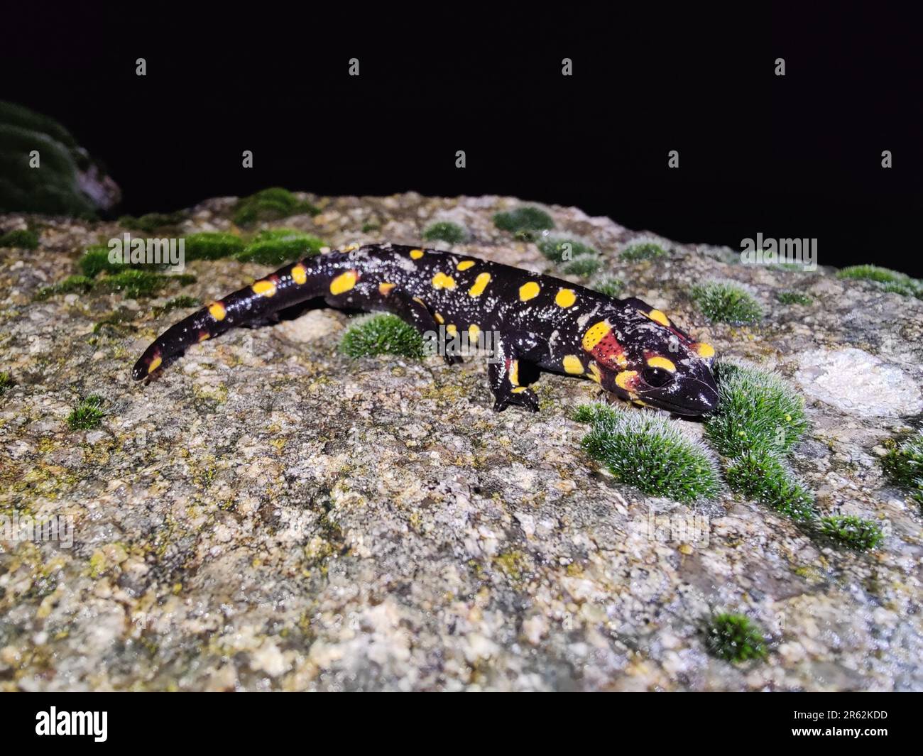 A vibrant orange spotted fire salamander with distinct yellow spots and striking red feet perched atop a rocky surface Stock Photo