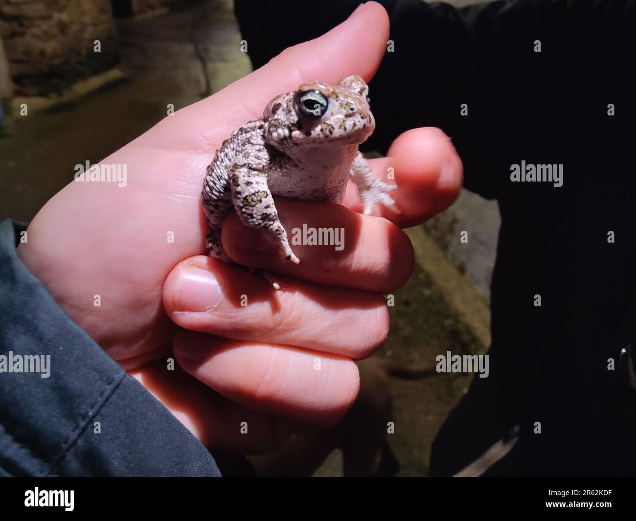 A person is cradling an amphibian in their hand, with a contented