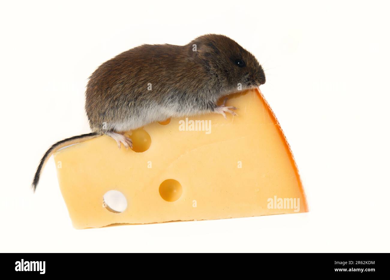 Mouselike rodents as pests for humans. Mice and voles enter warehouses