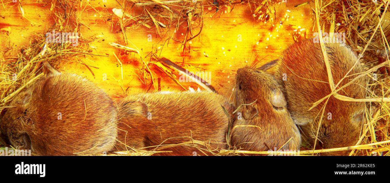 Highly social animals. Voles can be in same nest without aggression. Mutual maintenance of winter temperature, creation of reserves is beneficial. Lar Stock Photo
