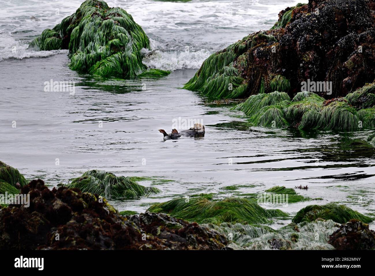 Pacific Grove, California, USA. 3rd June, 2023. Sea Otter (Enhydra lutris) having a Snooze (Credit Image: © Rory Merry/ZUMA Press Wire) EDITORIAL USAGE ONLY! Not for Commercial USAGE! Stock Photo