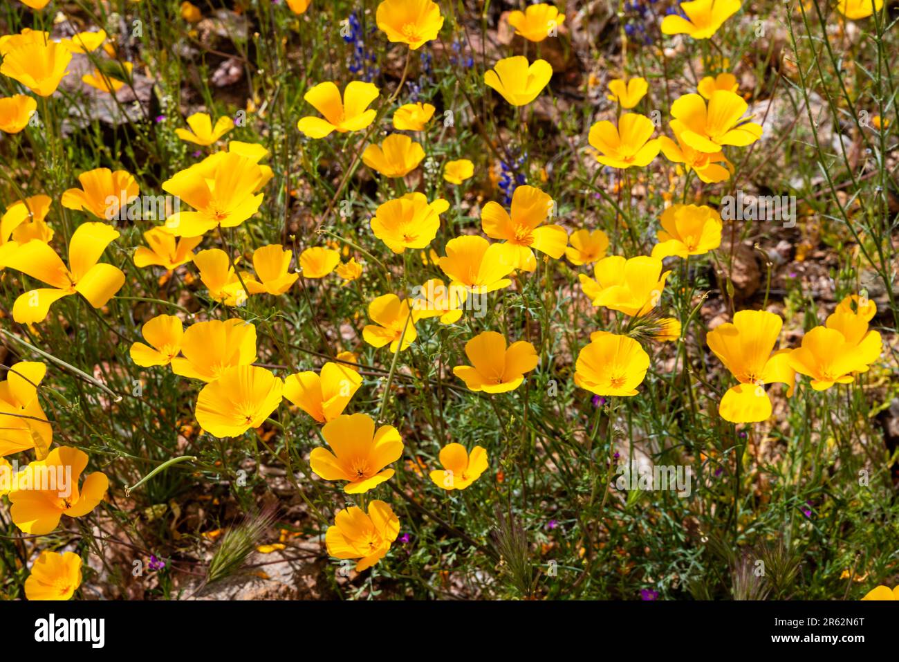 Arizona poppy (Kallstroemia grandiflora) blooming near Black Canyon City, Arizona on a beautiful spring day. Stock Photo