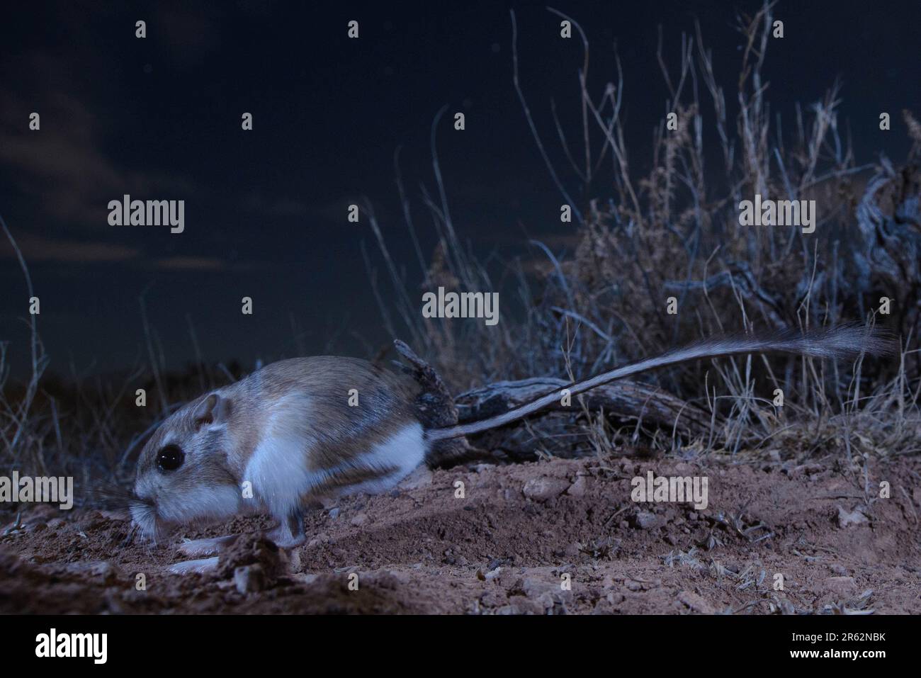 Ord's Kangaroo Rat, Socorro county, New Mexico, USA. Stock Photo