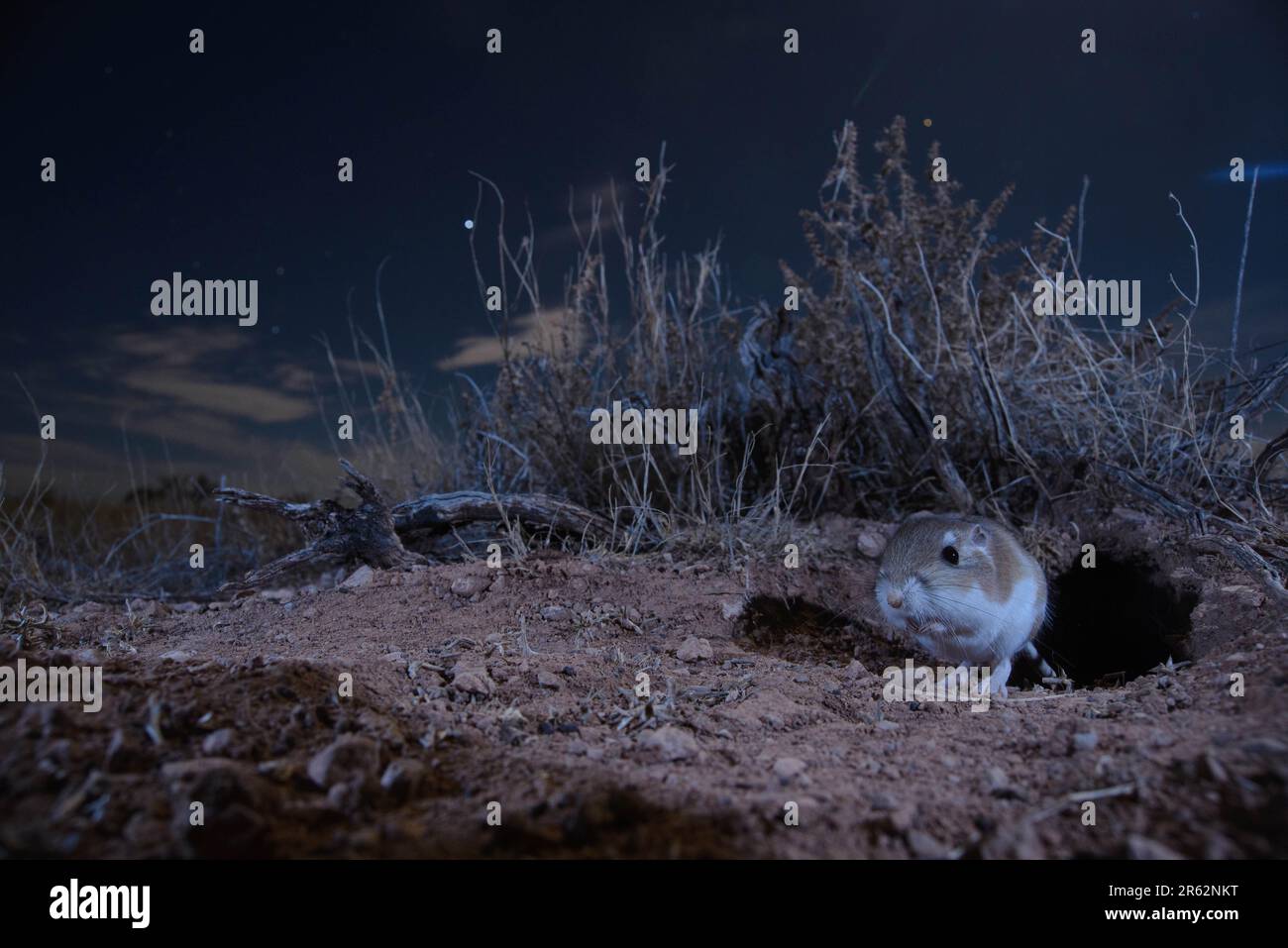 Ord's Kangaroo Rat, Socorro county, New Mexico, USA. Stock Photo