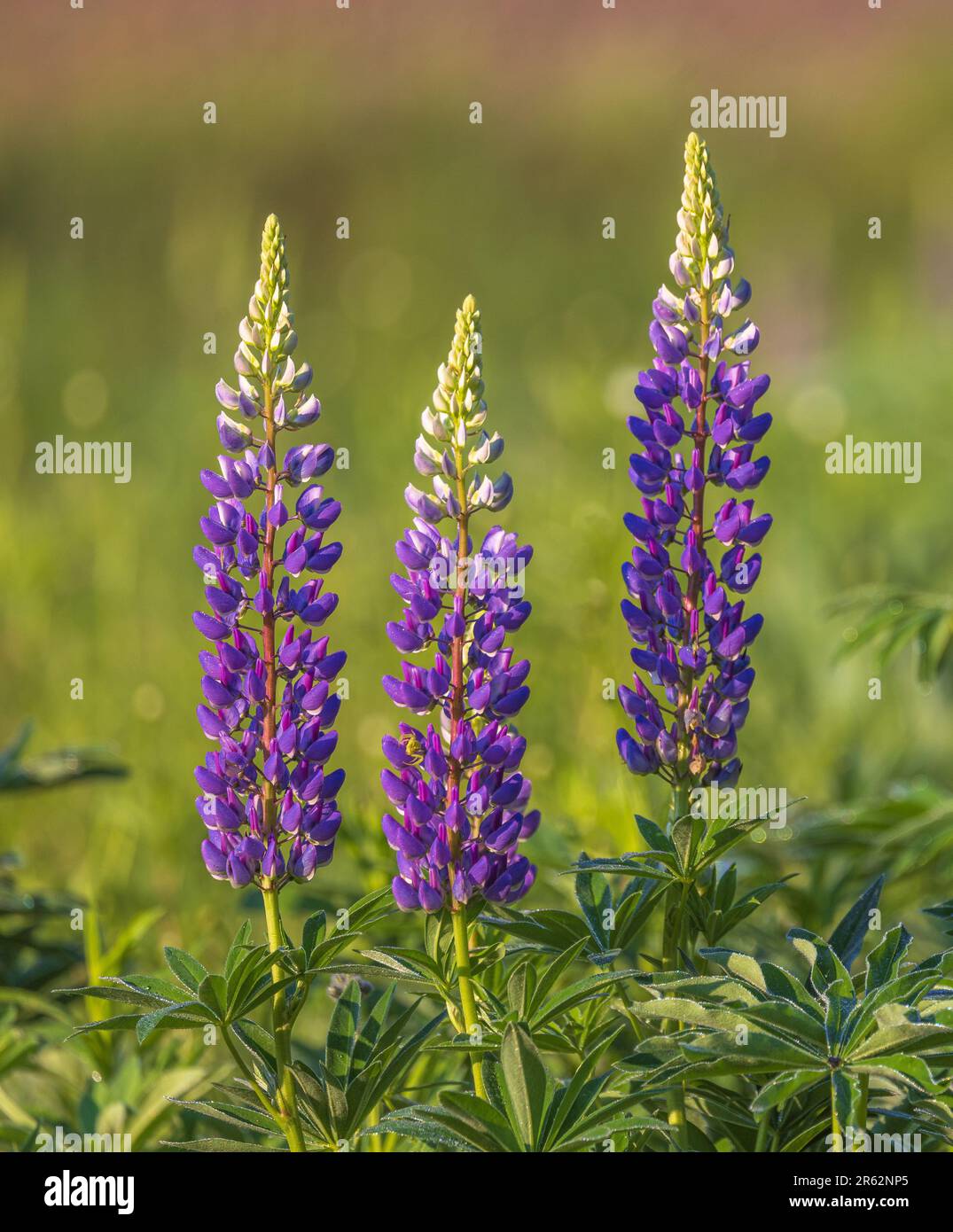Wildflowers growing on roadside hi-res stock photography and images - Alamy