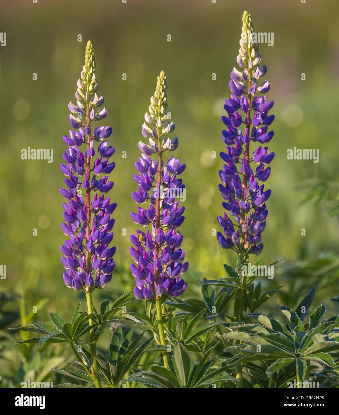 Lupine growing on the side of the road in Clam Lake, Wisconsin. Stock Photo