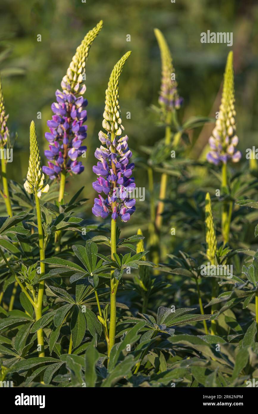 Wildflowers growing on roadside hi-res stock photography and images - Alamy