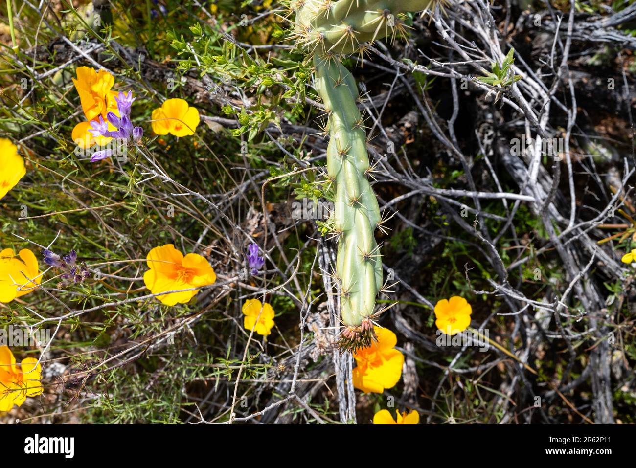 Buckhorn Cholla (Cylindropuntia acanthocarpa) growing near Black Canyon City, Arizona on a beautiful spring day. Stock Photo
