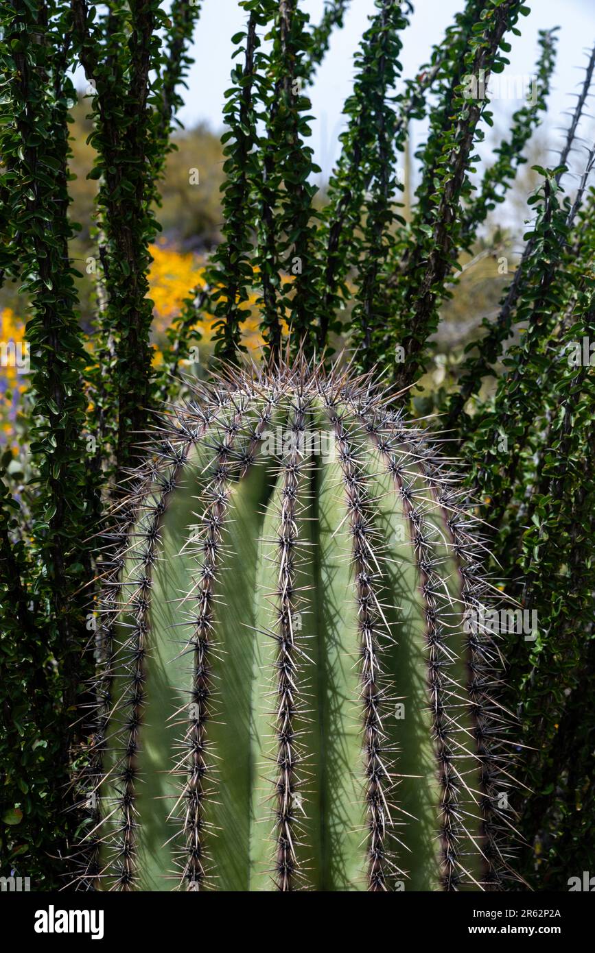 A small saguaro cactus (Carnegia gigantia) grows near Black Canyon City, Arizona, USA, on a beautiful spring day. Stock Photo