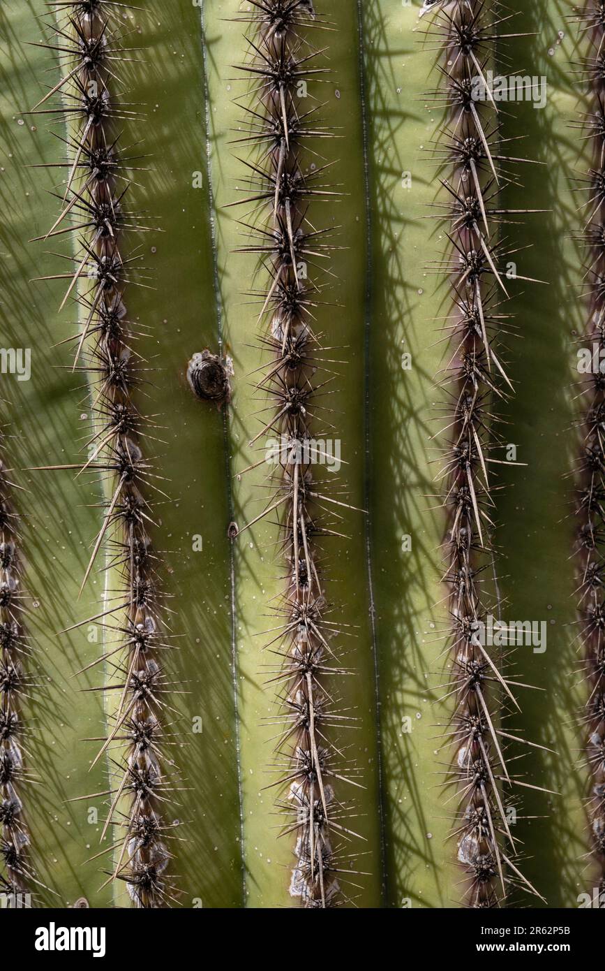 A saguaro cactus (Carnegia gigantia) grows near Black Canyon City, Arizona, USA, on a beautiful spring day. Stock Photo