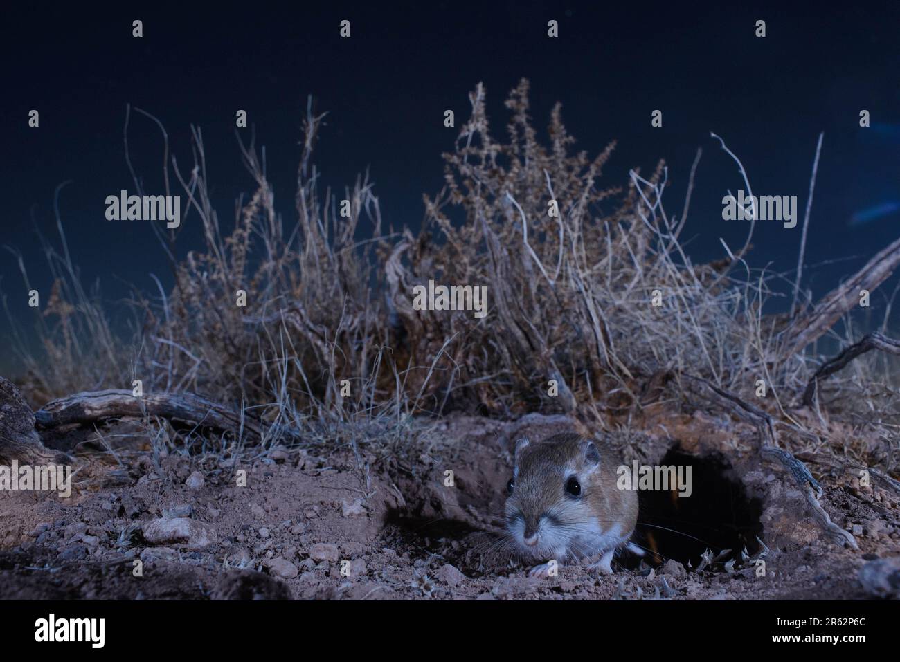 Ord's Kangaroo Rat, Socorro county, New Mexico, USA. Stock Photo