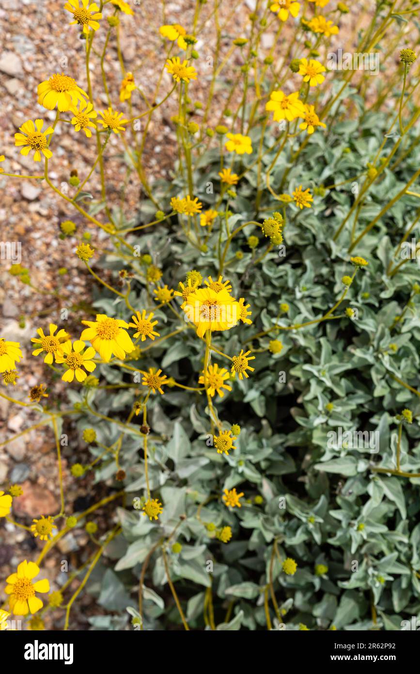 Desert Brittlebush (Encelia farinosa) blooms near Black Canyon City, Arizona, USA, on a beautiful spring day. Stock Photo