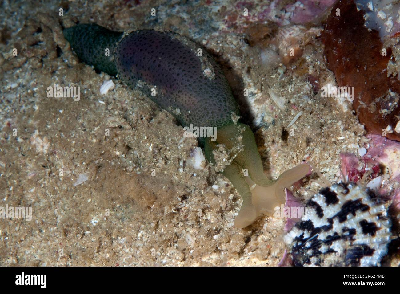 Tongue Worm, Anelassorhynchus sp, night dive, Beach dive site, Padar Island, Komodo National Park, Indonesia Stock Photo