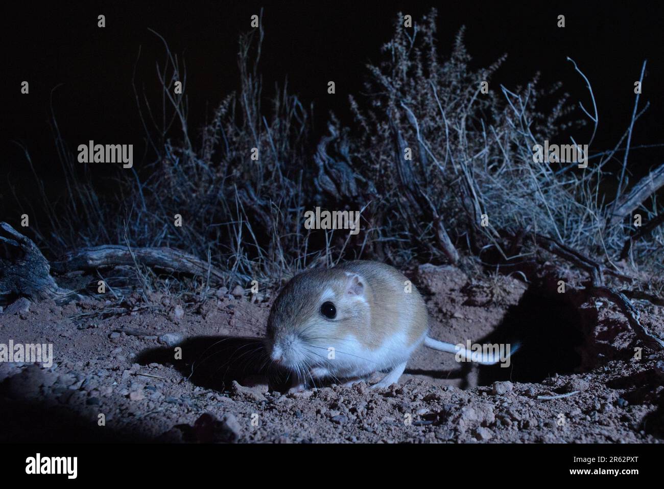 Ord's Kangaroo Rat, Socorro county, New Mexico, USA. Stock Photo