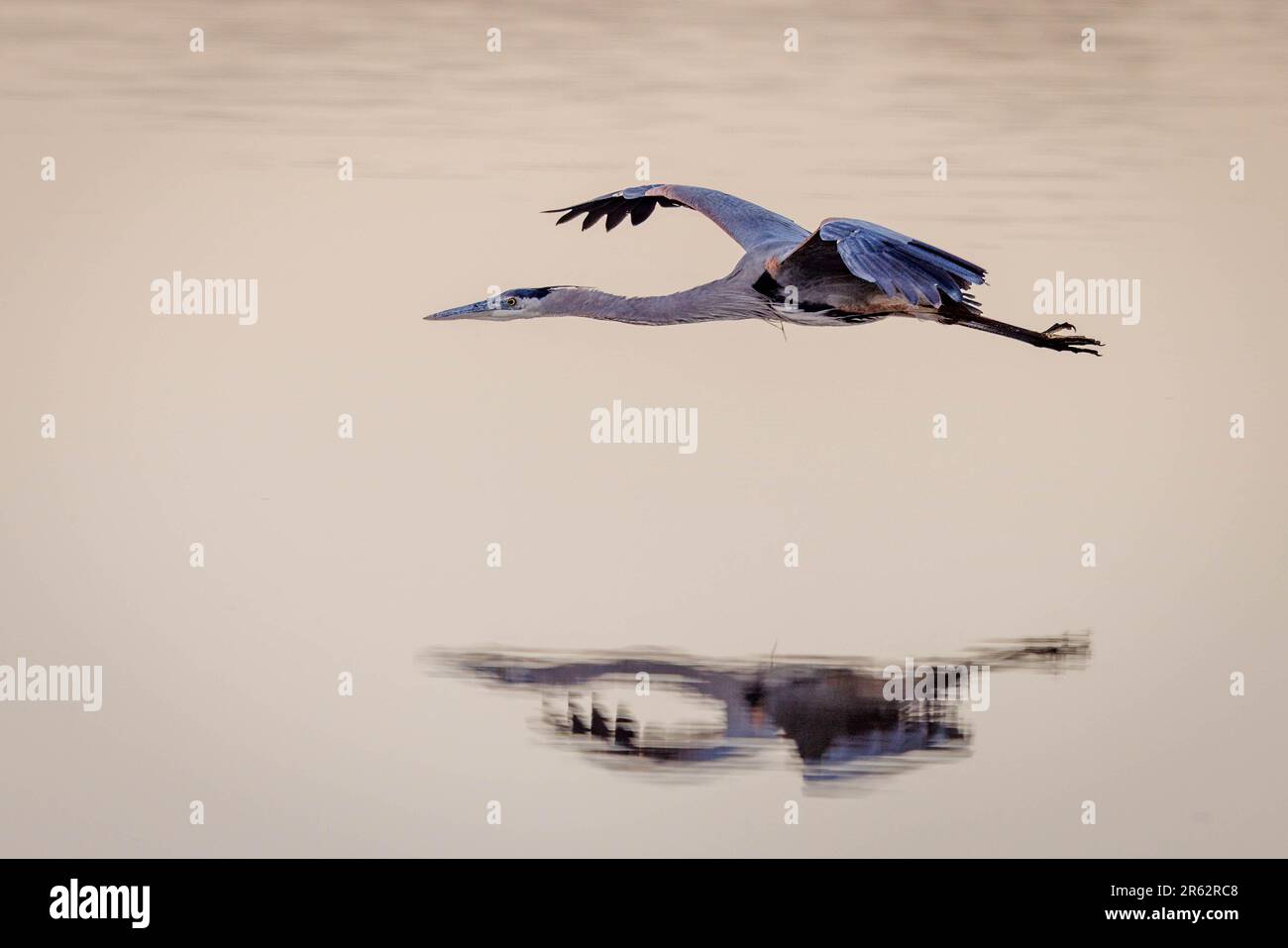 Great Blue Heron, Bosque del Apache National Wildlife Refuge, New Mexico, USA. Stock Photo