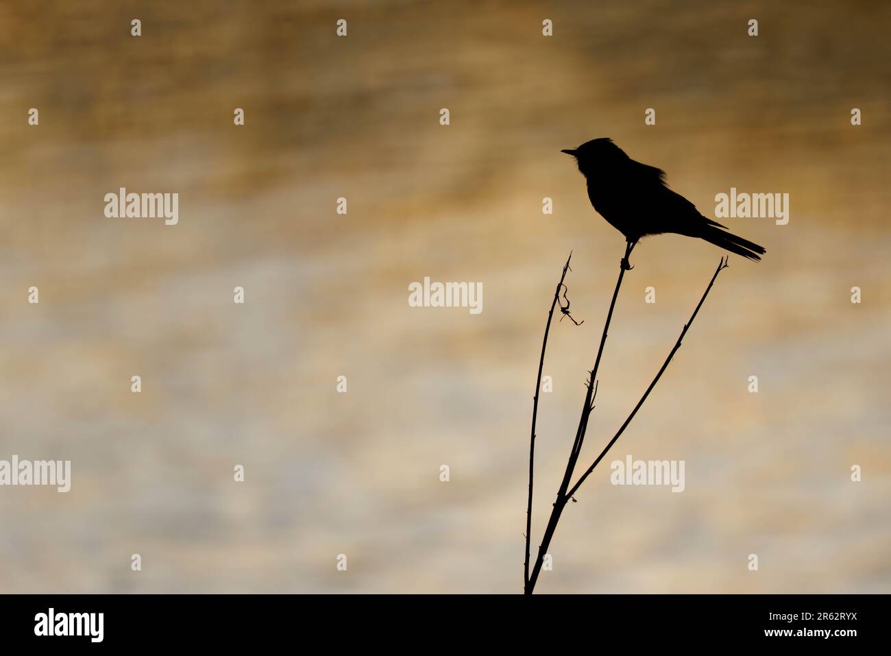 Say's Phoebe, Bosque del Apache National Wildlife Refuge, New Mexico, USA. Stock Photo