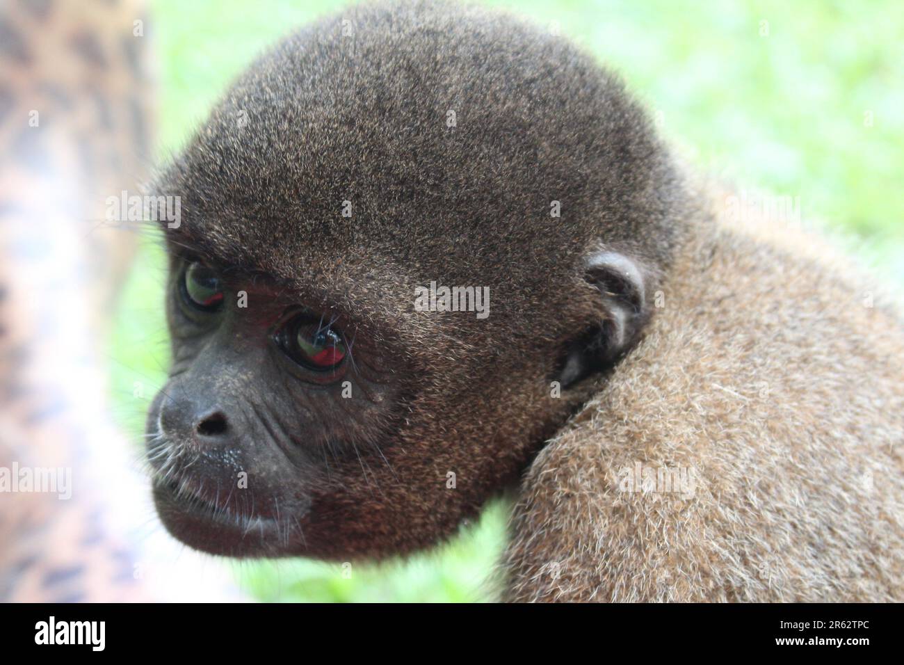 wooly monkey in the rescue center Stock Photo