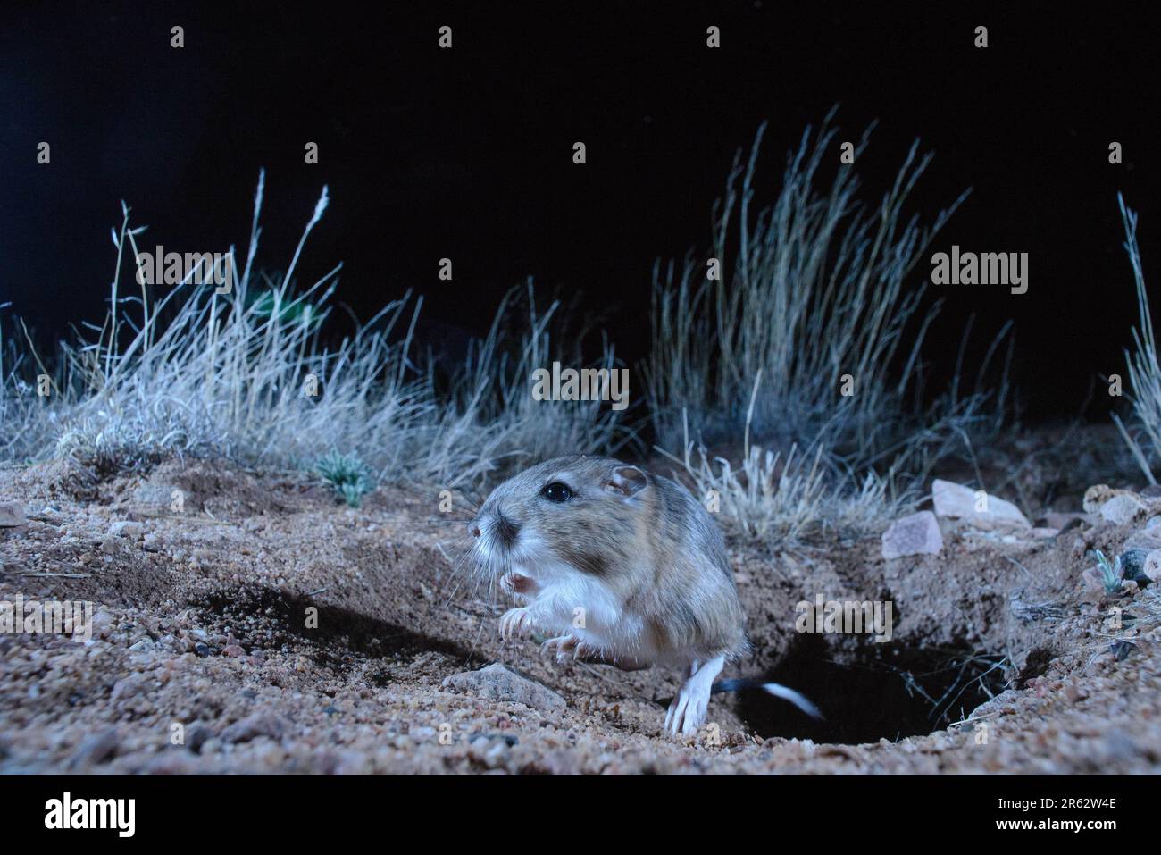 Banner-tailed Kangaroo Rat, Socorro county, New Mexico, USA. Stock Photo