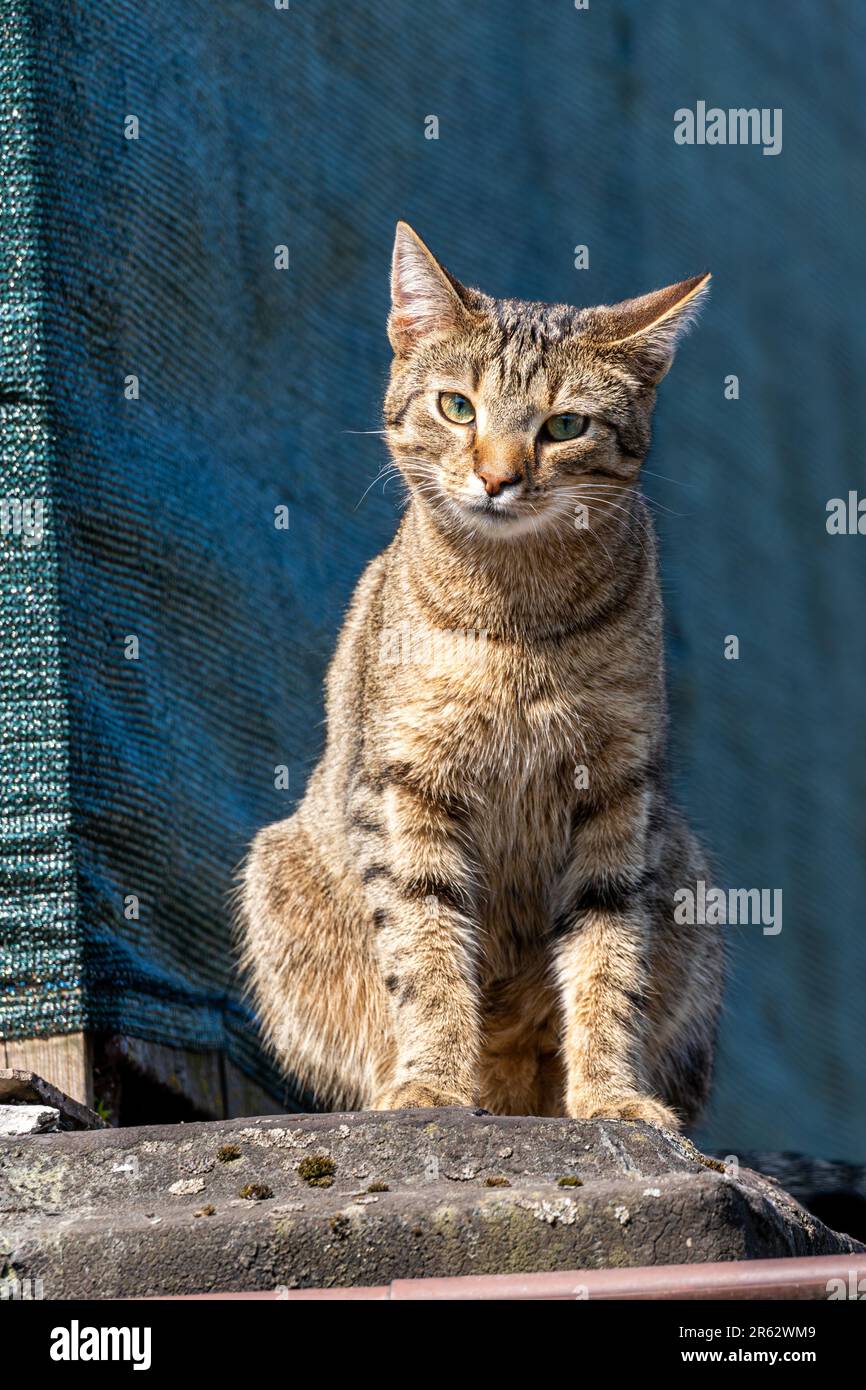 An adorable gray tabby cat with bright green eyes perched atop a gray ...