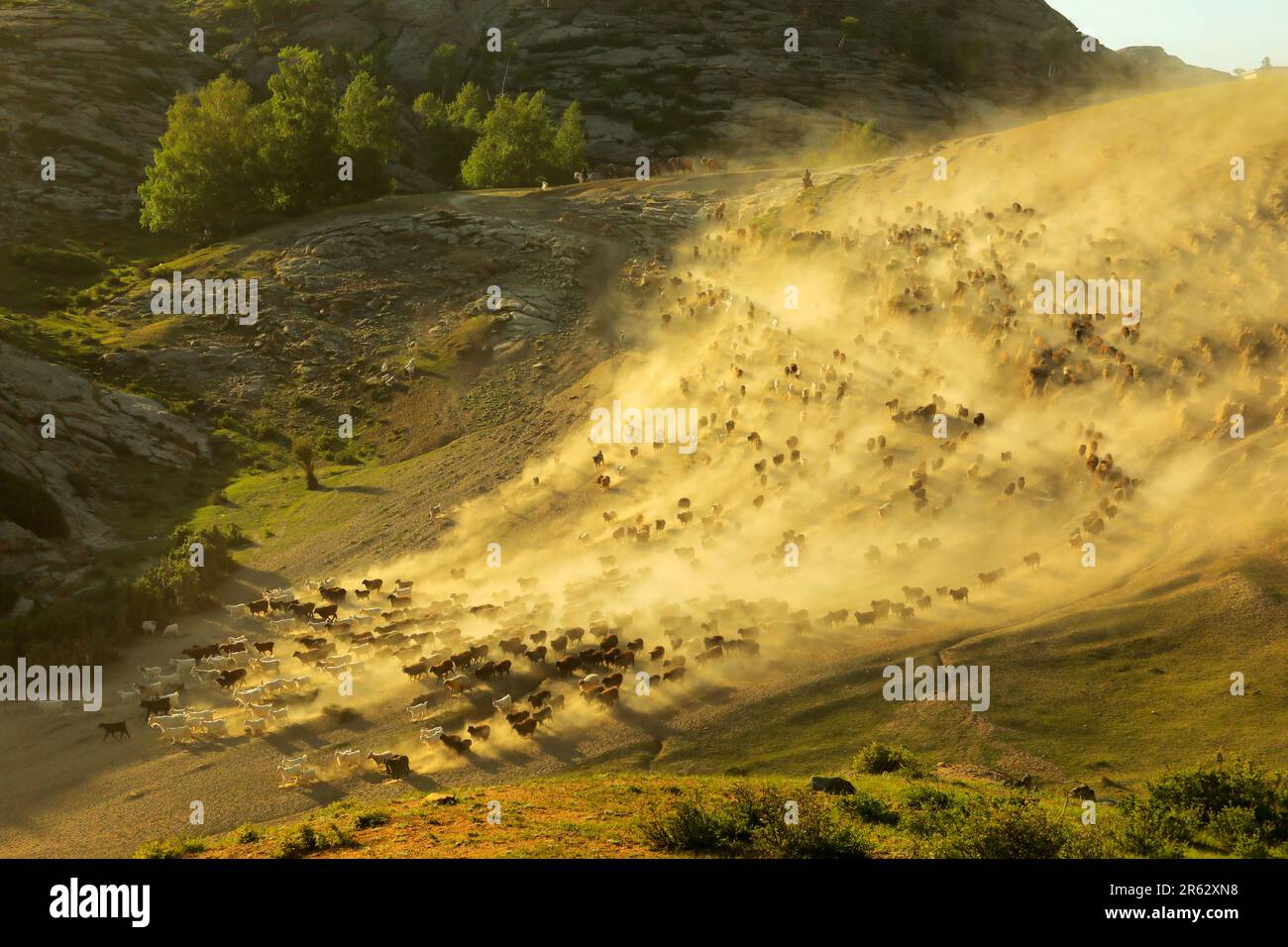 ALTAY, CHINA - JUNE 6, 2023 - A herdsman rides a horse to drive cattle and sheep from Spring and Autumn pasture to summer pasture in Altay, Xinjiang p Stock Photo