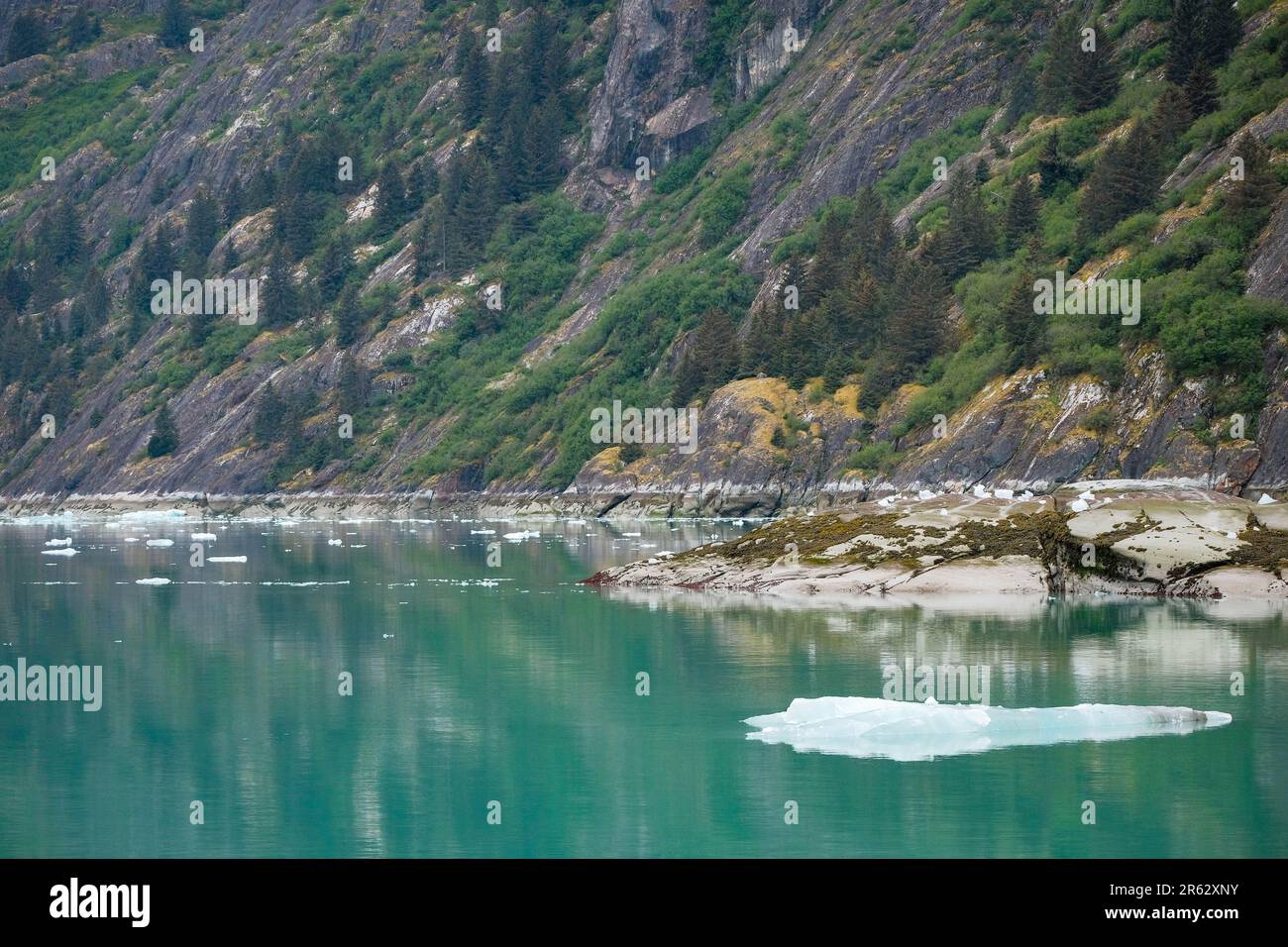 Deep and still, green water with scattered ice in the Endicott Arm, Alaska, USA Stock Photo