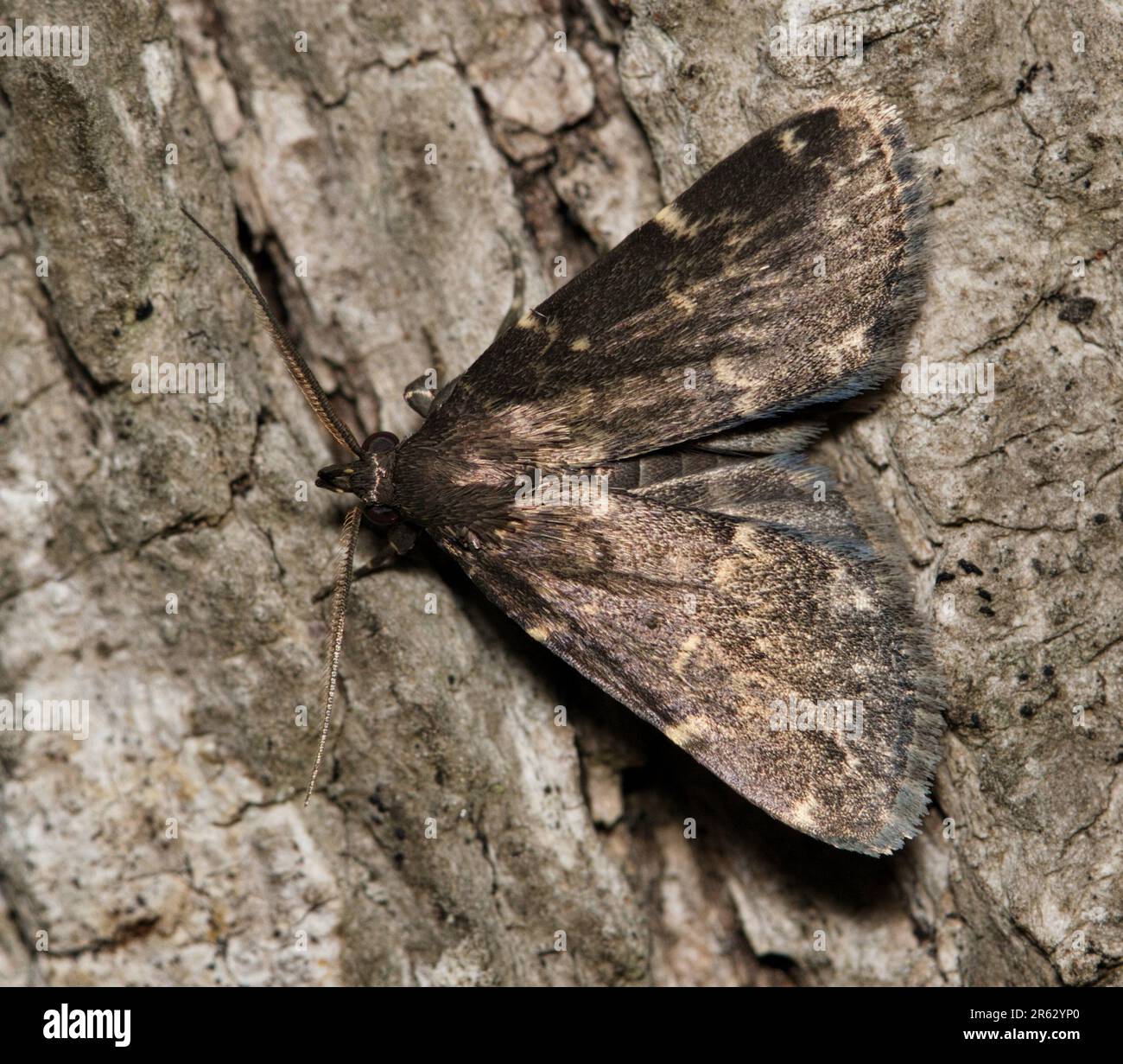 Glossy Black Idia Moth (Idia lubricalis) on pine bark, dorsal view. Species found in the USA and Canada, it feeds on leaf litter, lichen and fungi. Stock Photo