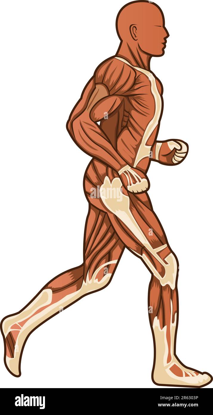 A running figure of human anatomy in vector Stock Vector