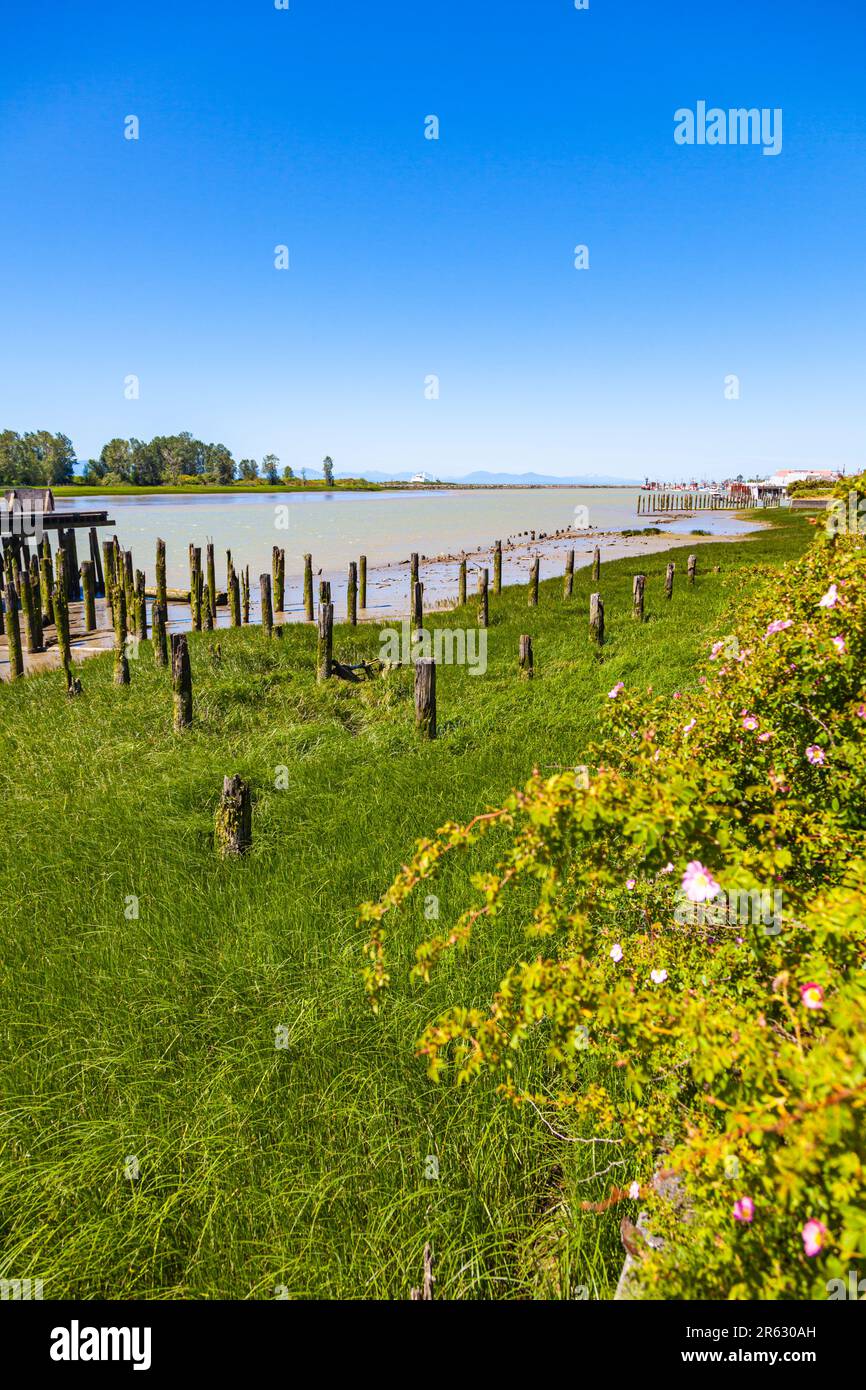 Exposed wooden pilings of a former fish cannery in Steveston British Columbia Canada Stock Photo
