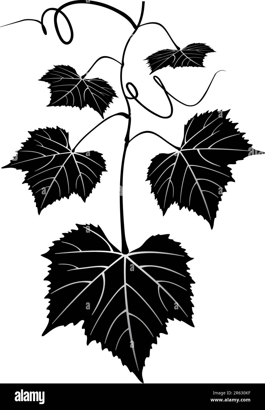 Green grapes bunch pattern Black and White Stock Photos & Images - Alamy