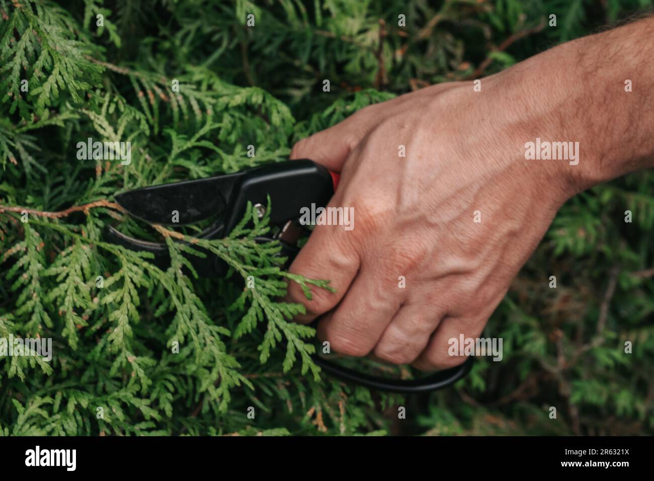 Thuja pruning.Garden scissors for cutting coniferous plants .garden trimmer  in hands cuts a hedge of thuja.Formation of plants of plants in the garden  Stock Photo - Alamy