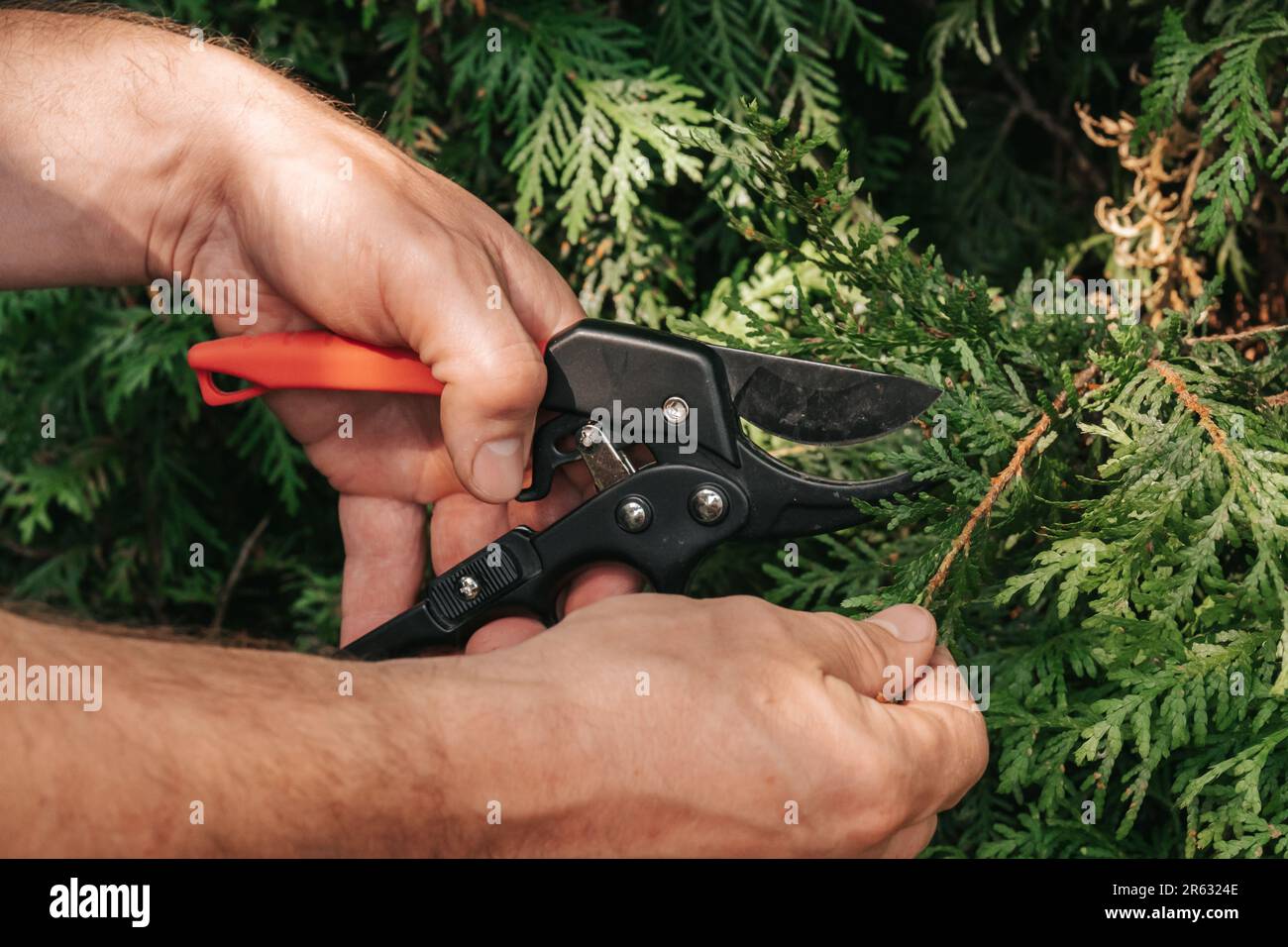 Thuja Brabant pruning.Garden scissors for cutting coniferous plants .garden trimmer in male hands cuts a hedge of thuja.sanitary pruning of plants in Stock Photo