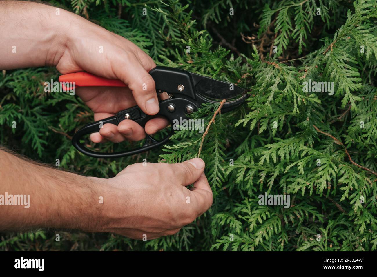 Thuja pruning.Gardening tools. Garden scissors for cutting coniferous plants .garden trimmer in male hands cuts a hedge of thuja.Formation of plants Stock Photo