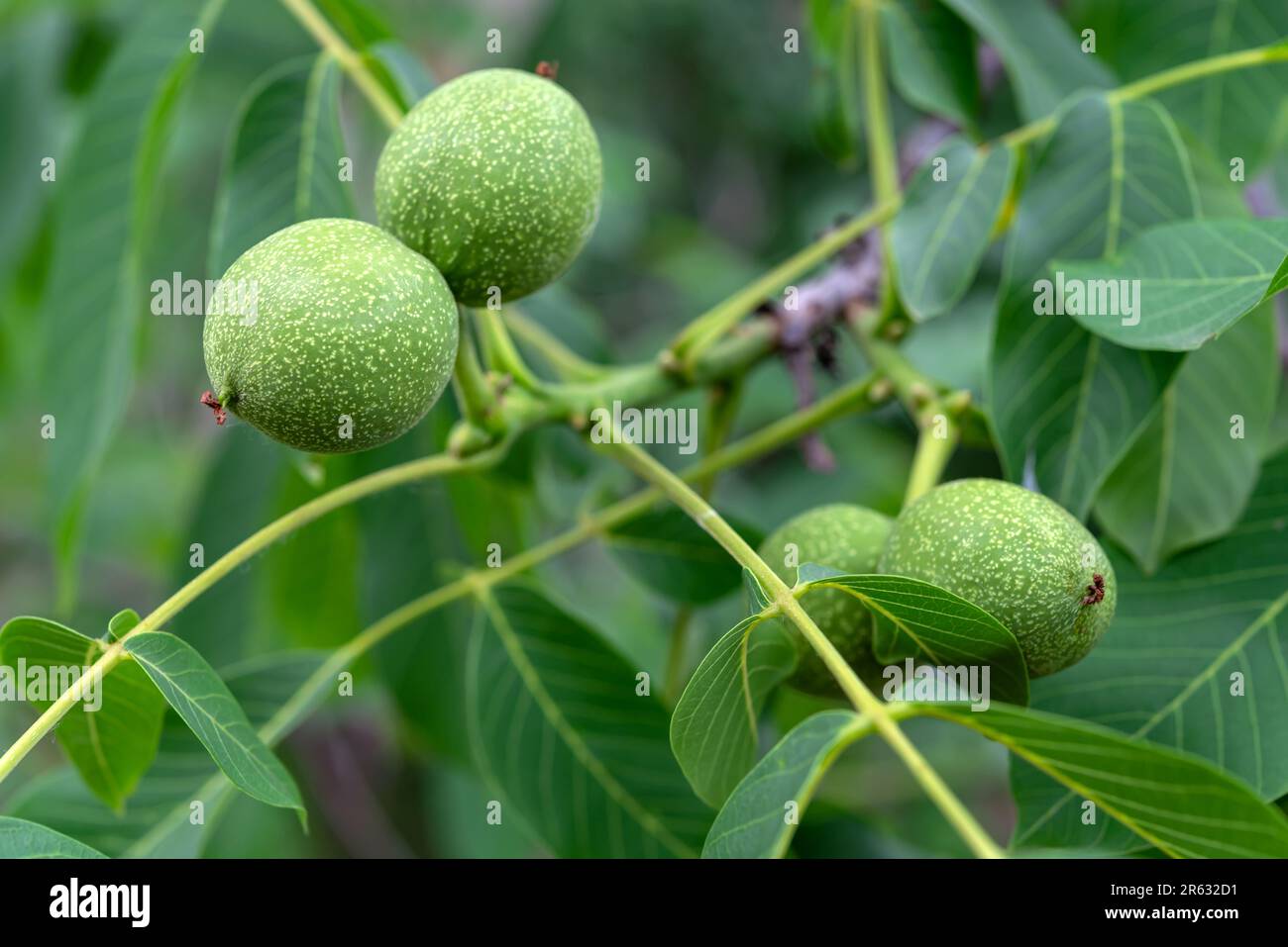Young unripe walnuts growing on a tree branch. Selective focus Stock Photo