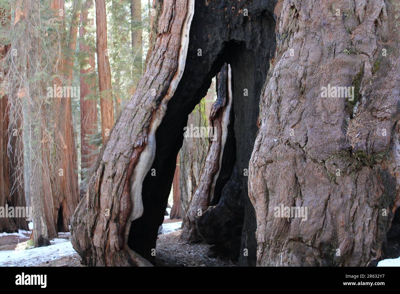 Giant Sequoia trees in Sequoia NP being protected from fire with structure  protection wrap - Wildfire Today