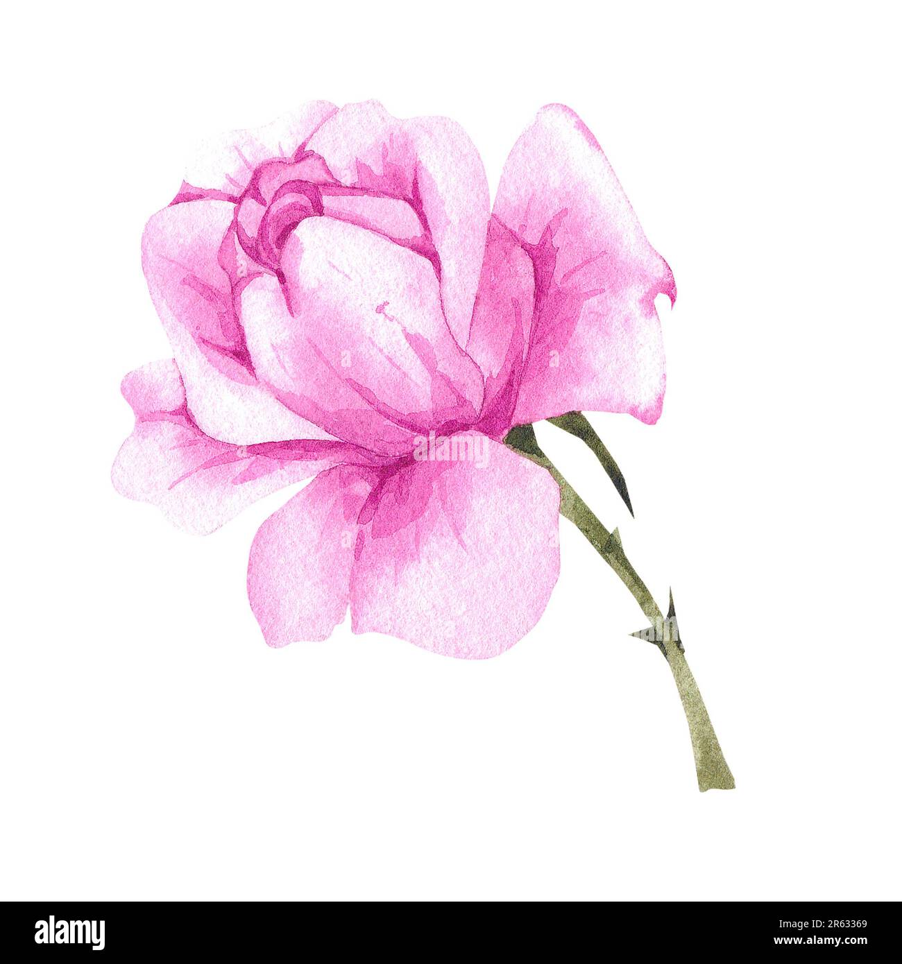 Watercolor pink rose. Rose flower isolated on white background. Rose ...