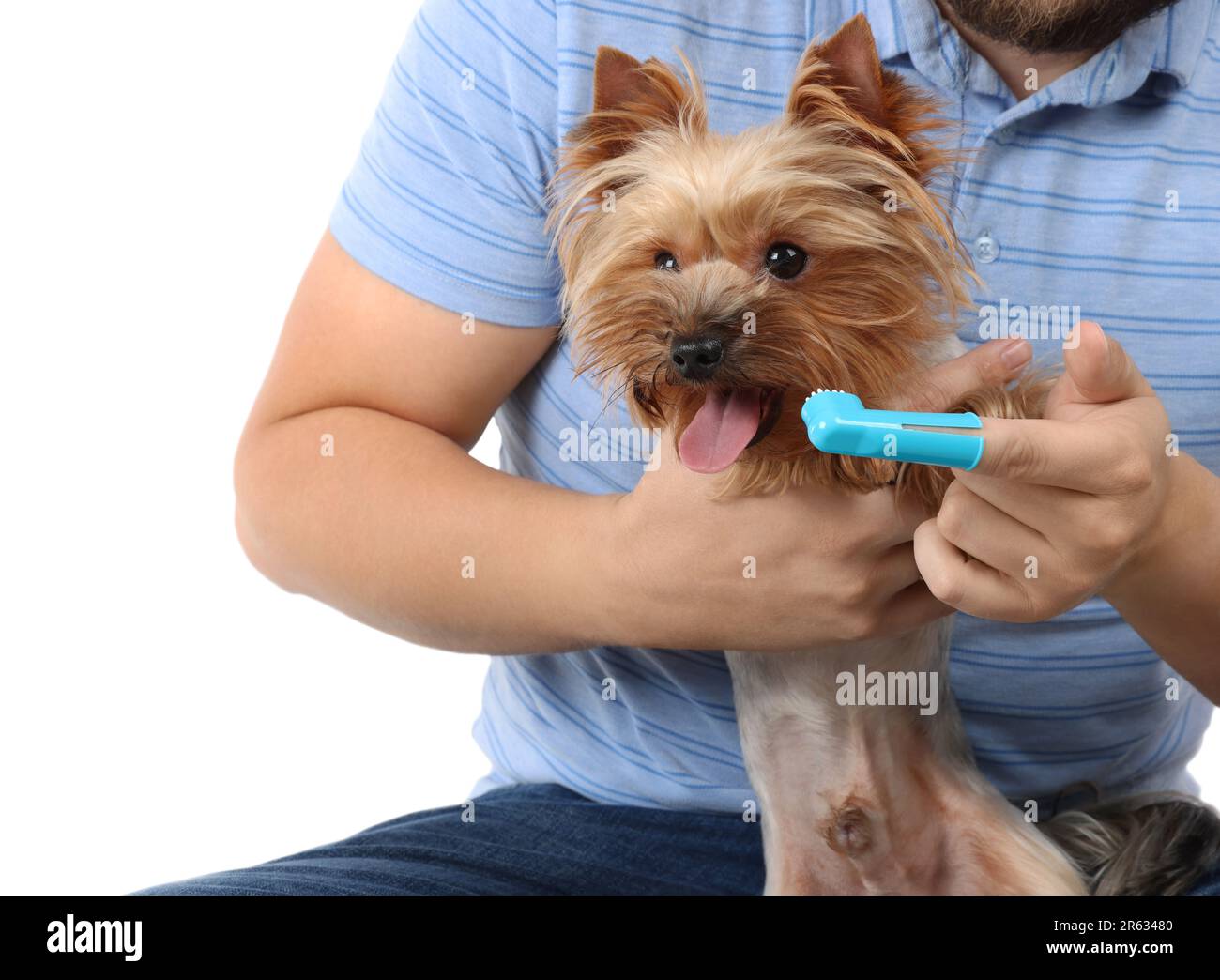 Man brushing dog's teeth on white background, closeup Stock Photo Alamy