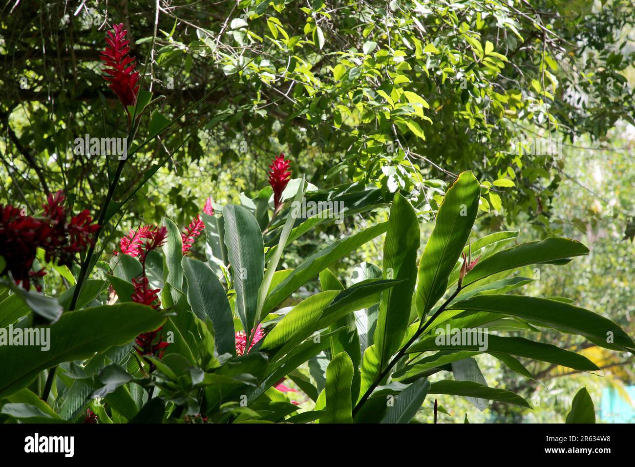 Beautiful exotic plants hi-res stock photography and images - Alamy