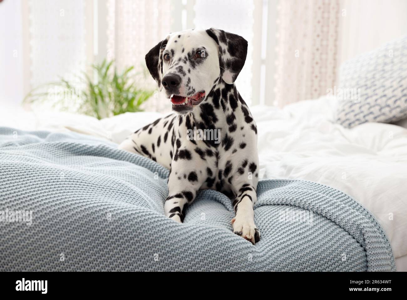 Adorable Dalmatian dog lying on bed indoors Stock Photo Alamy