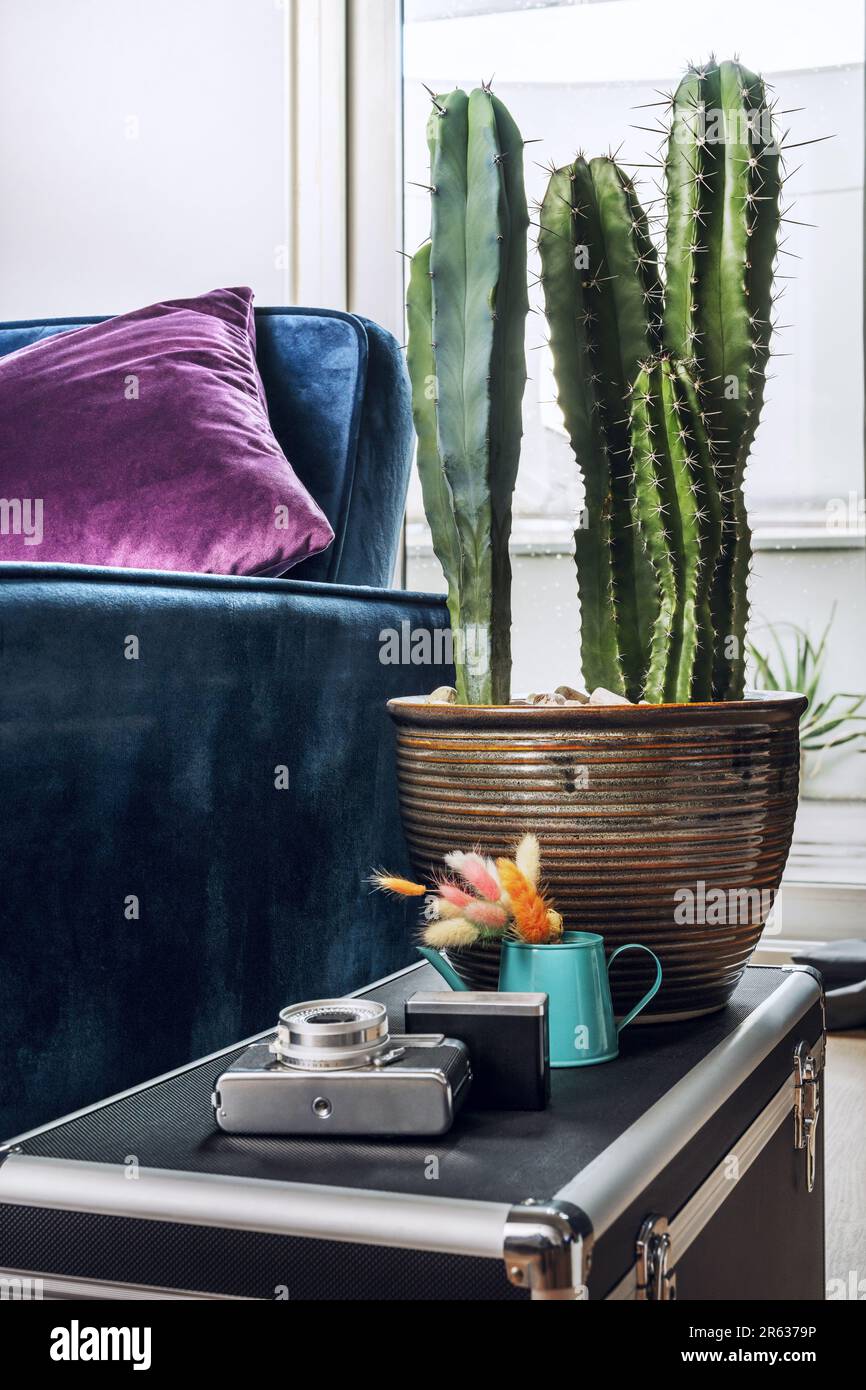 A pot of large indoor cereus cacti in a photo storage box next to a sofa Stock Photo