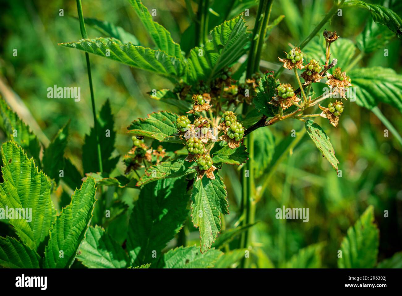 Red ant crawling on young blackberries Stock Photo
