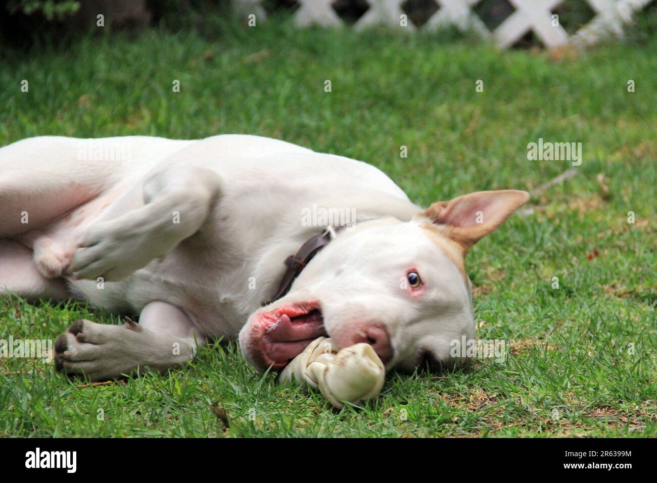 White pitbull dog with brown spot playing with a bone  in the garden Stock Photo