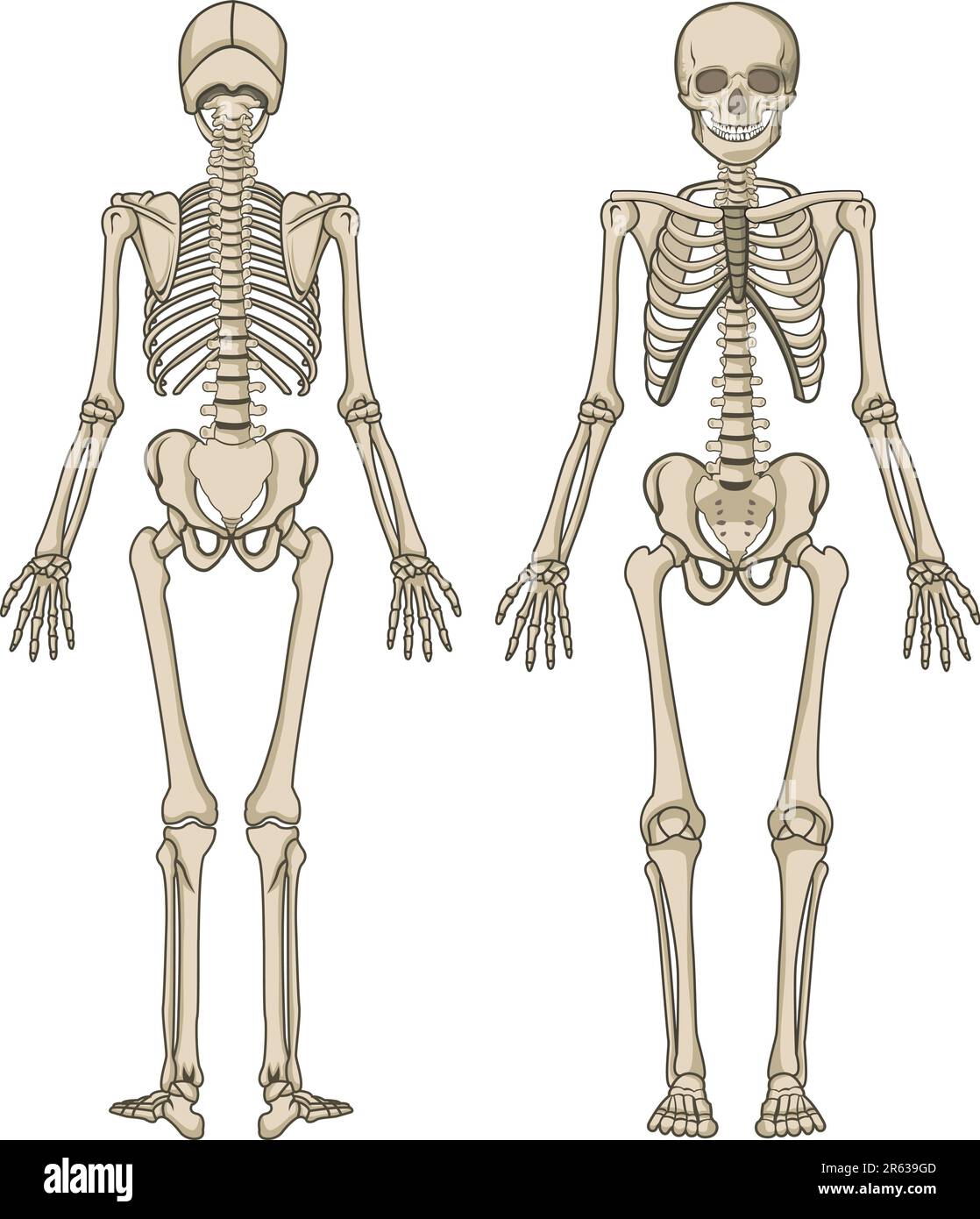 Human Skeletal System Without Labels