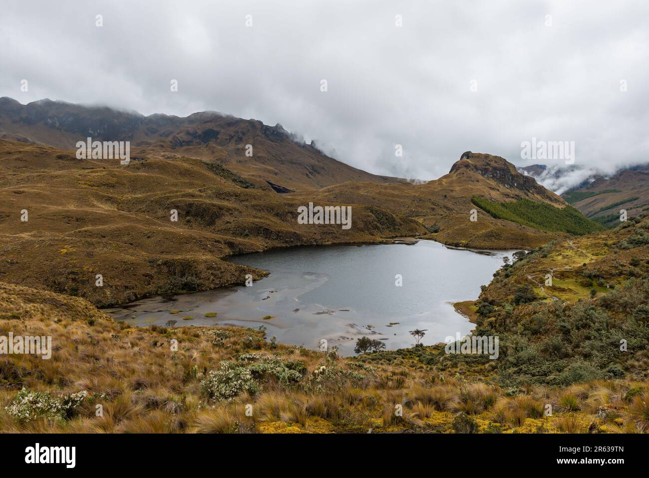 Cajas national park landscape with paramo ecosystem, Cuenca, Ecuador. Stock Photo
