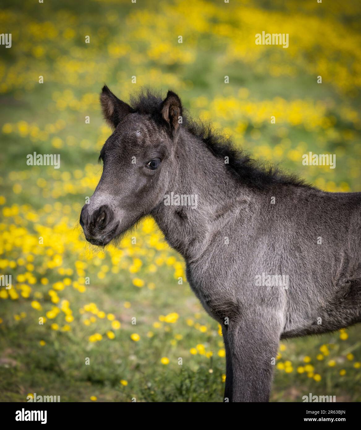 Newborn young hi-res stock photography and images - Alamy