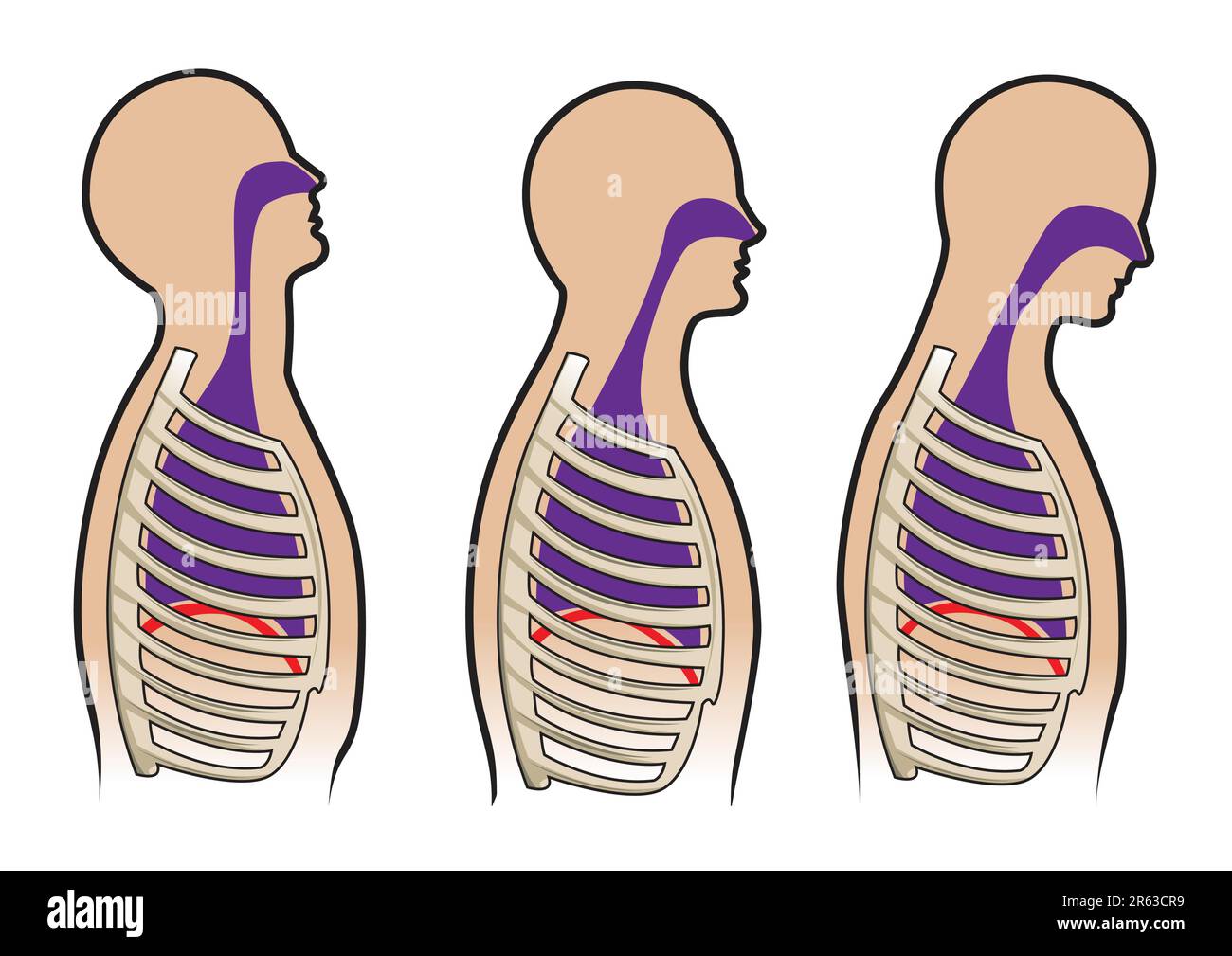 Human respitory system and breathing diagram in vector Stock Vector