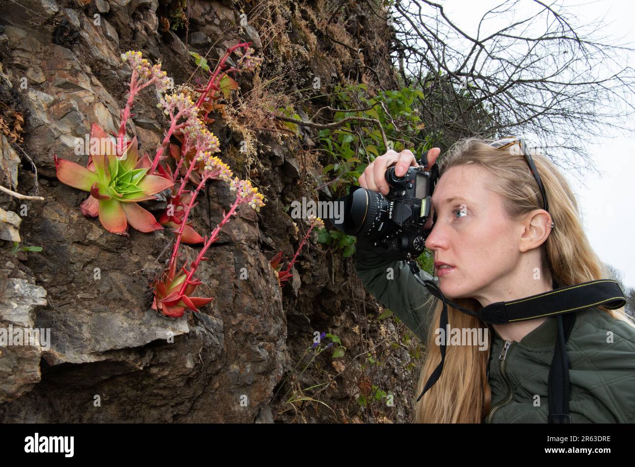 A female photographer taking a close up photo of flowering Dudleya on the California coastline in Point Reyes National Seashore. Stock Photo
