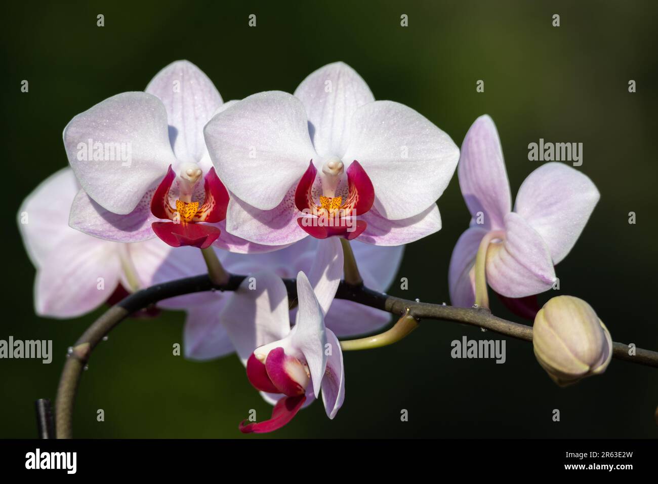 Macro abstract texture background of beautiful white and red blooming moth orchids (phalaenopsis) Stock Photo
